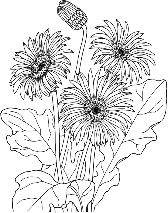 553x699 Daisy 3 Coloring Page (553x700, 105kb)
