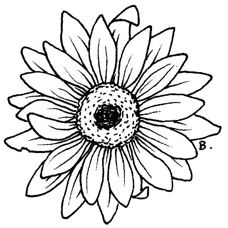 462x462 Beccy's Place Sunflower Gerbera