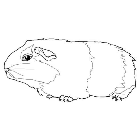 480x429 Cute Gerbil Coloring Page Free Printable Coloring Pages