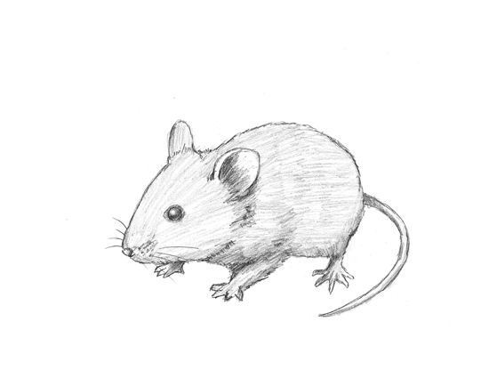 550x425 Drawn Hamster Realistic