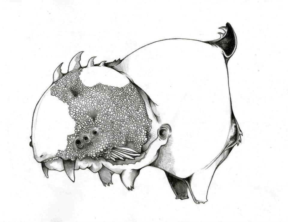 960x740 Fanged Gerbil Fish