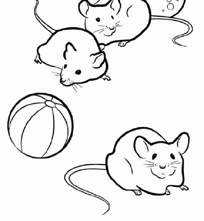 712x774 Gerbil Animal Coloring Pages Animal