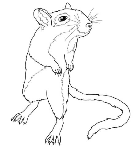 439x480 Gerbil Mouse Coloring Page Free Printable Coloring Pages