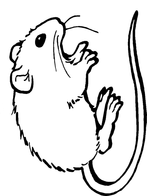 500x667 Gerbil Coloring Page