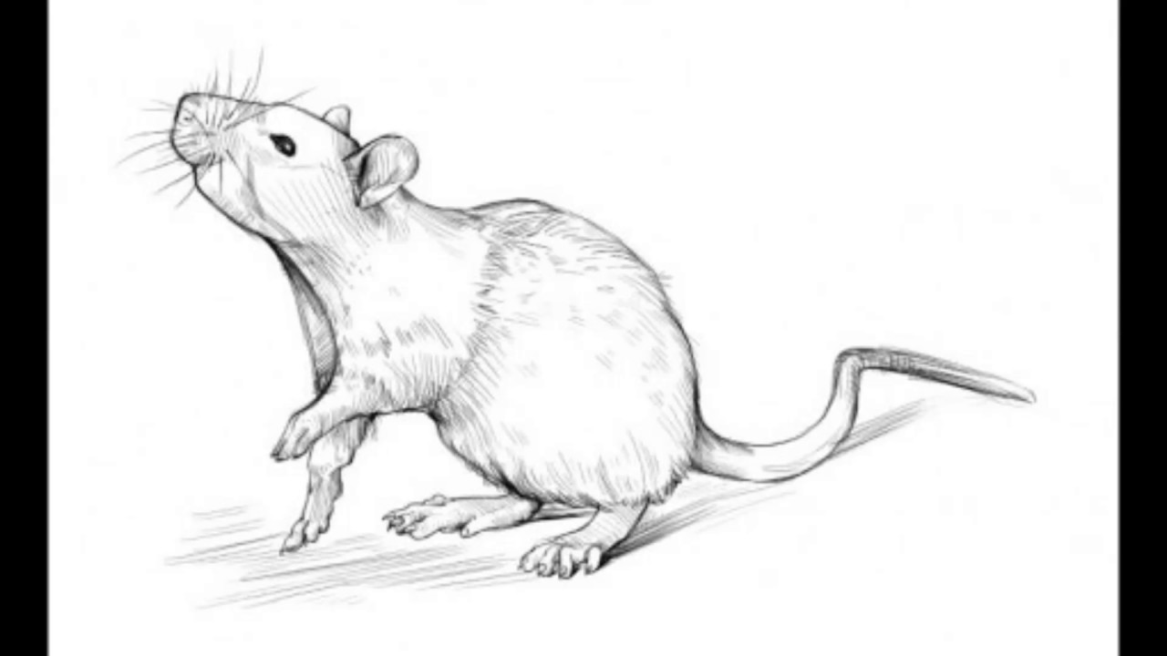 1280x720 How To Draw A Rat