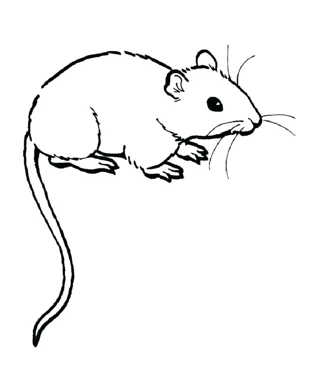 624x740 Inspirational Gerbil Coloring Pages Crayola Photo Rat Pictures Ger