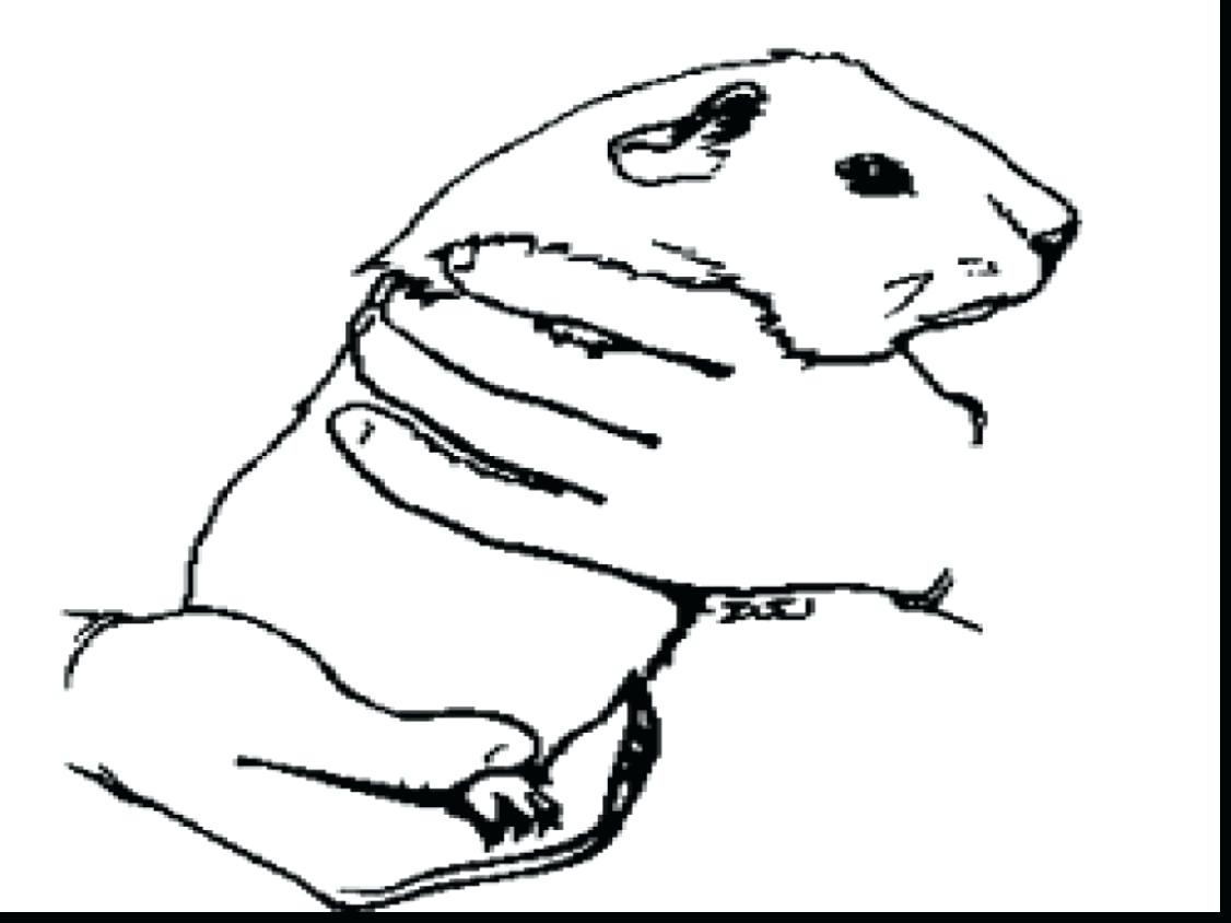 1126x844 Coloring Gerbil Coloring Pages Hedgehog Incredible Guinea Pigs