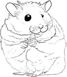 236x270 Gerbil Drawing