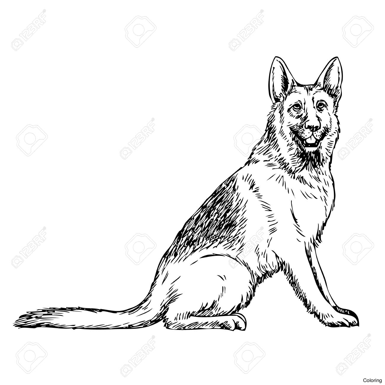 1300x1300 Maxresdefault German Shepard Drawing Coloring 6f Shepherd Line