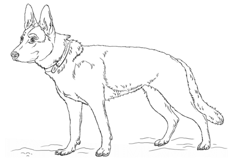 480x334 German Shepherd Dog Coloring Page Free Printable Coloring Pages