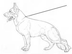 236x177 Golden Doodle Goods Dog Breed Illustrations German Shepherds