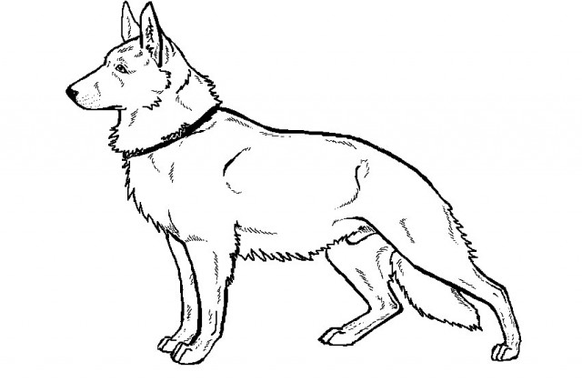 640x420 Tag For How Top Draw To German Shepard Dog Kids Paws Abilities