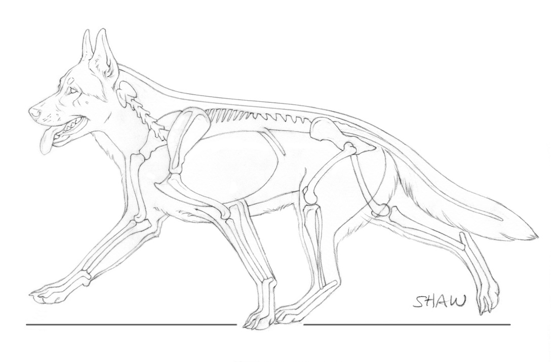 1100x715 The German Shepherd Dog Blog