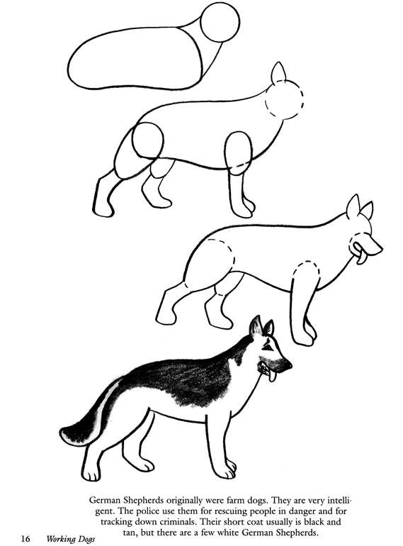 569x770 Drawn German Shepherd Simple