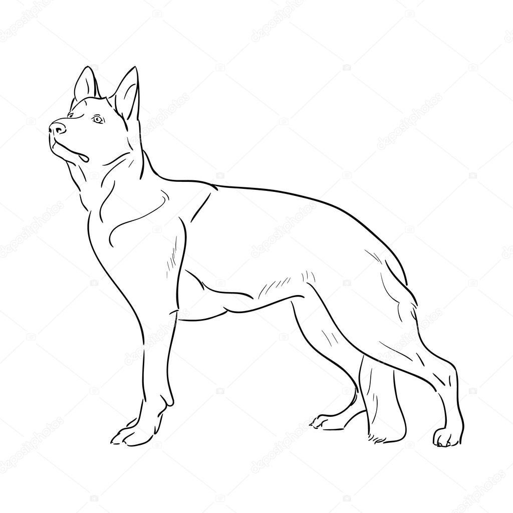 1024x1024 Hand Drawn German Shepherd Dog. Sketch Vector Illustration Stock