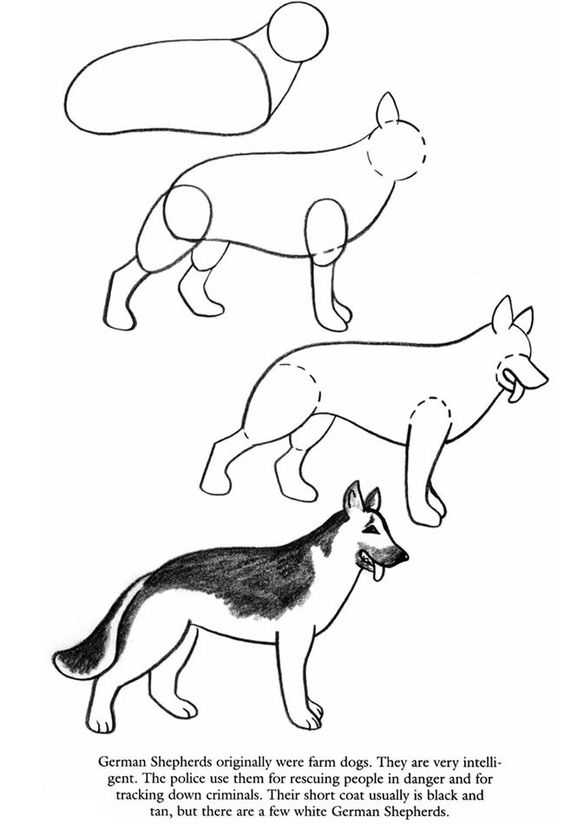 564x824 How To Draw A German Shepherd 2017 Caderno De Desenho