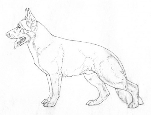 500x383 Top Of The Line