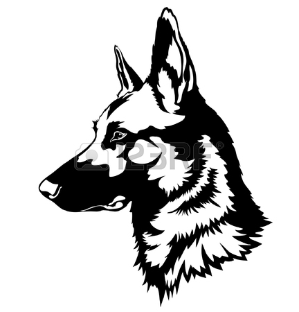432x450 German Shepherd Dog Stock Photos. Royalty Free Business Images