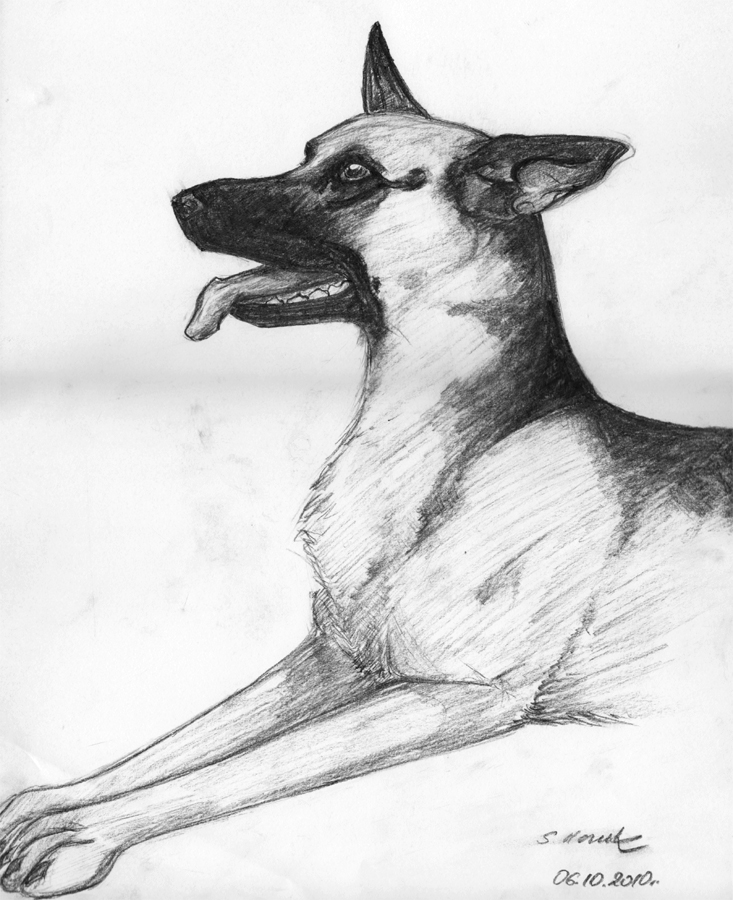 733x900 German Shepherd Dog By Veyf