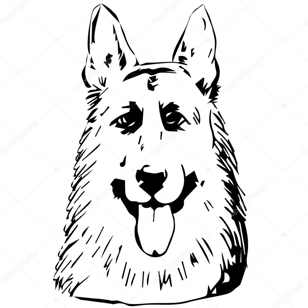1024x1024 Graphic Vector Illustration Of German Shepherd Dog. Isolated