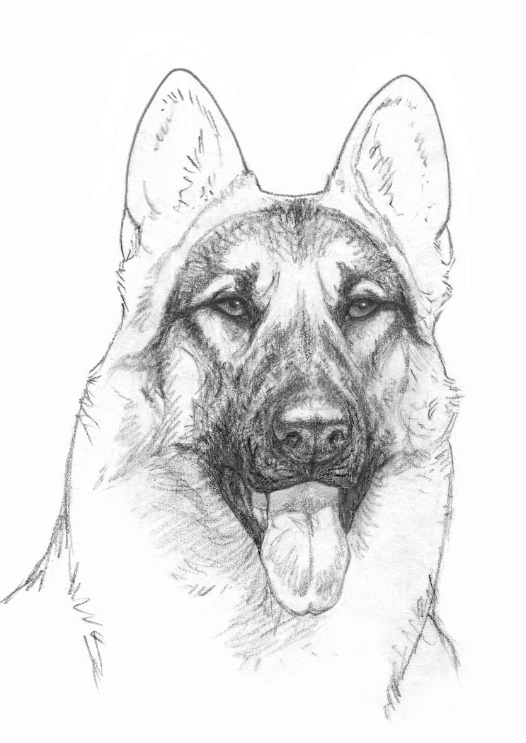 German Shepherd Dog Drawing at GetDrawings | Free download