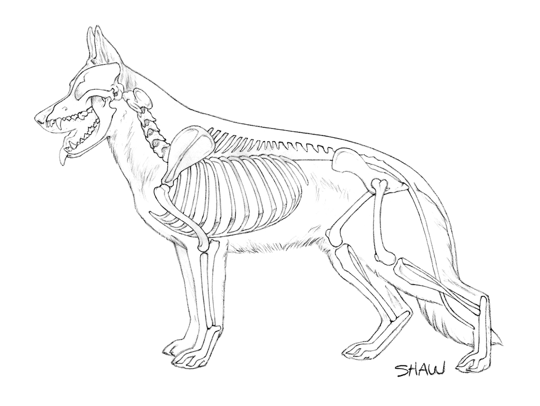 1063x800 The German Shepherd Dog Blog