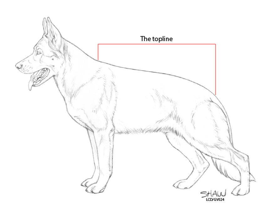 891x680 The True Back Of The German Shepherd Dog