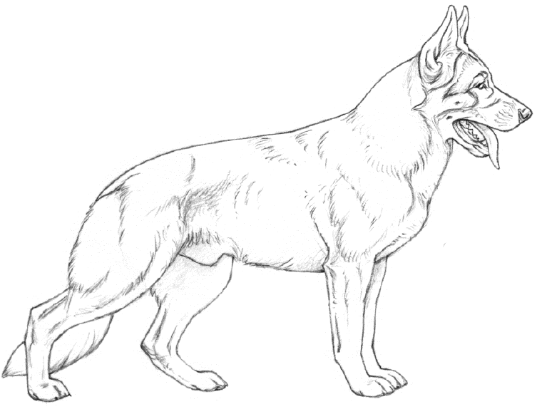 753x574 Dog Condition Chart