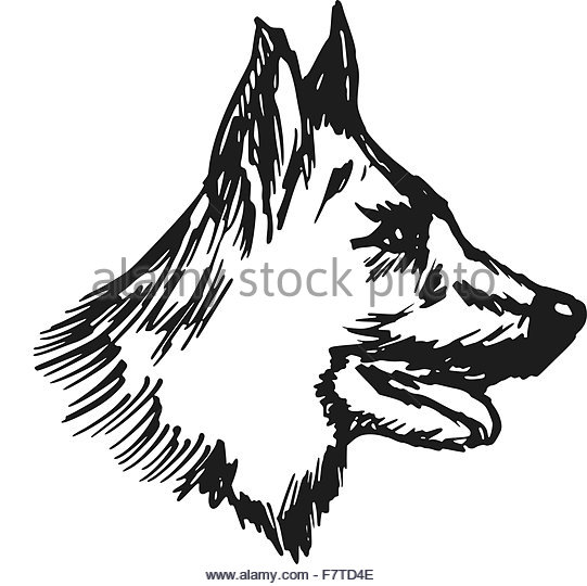 541x540 German Shepherd Dog Stock Vector Images