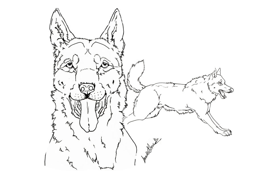 900x600 German Shepherd Lineart By Airhead77