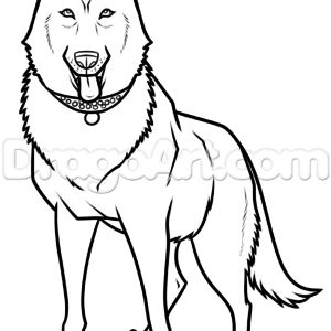 300x300 Delightful Black German Shepherd Drawing, Stepstep, Pets, Animals