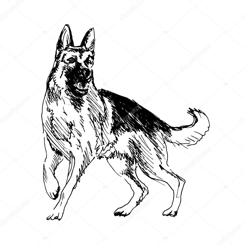 1024x1024 German Shepherd Stock Vector Onot