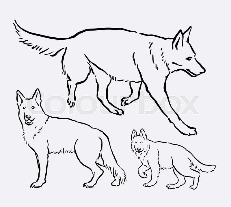 800x718 German Shepherd Pet Dog Mammal Animal Sketch. Good Use For Symbol