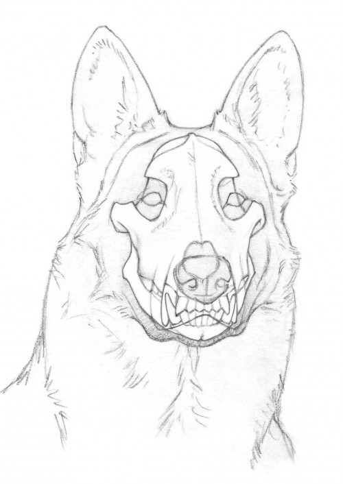 German Shepherd Puppy Drawing at GetDrawings | Free download