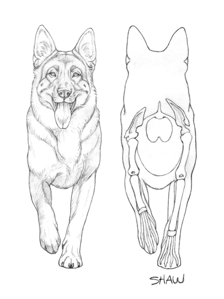 450x601 General Overview Of The German Shepherd Dog