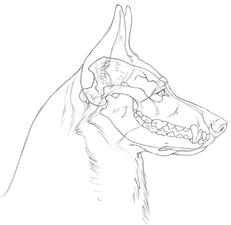 775x753 Black Wolf Gsd Anatomy