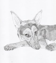 236x269 Hb Graphite Pencil Sketch Of A Vw Golf. Click On The Image To See