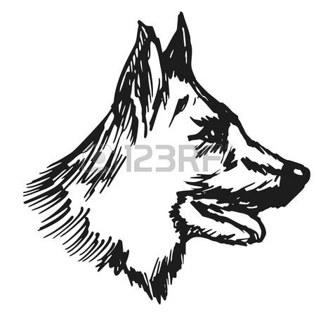 450x450 Hand Drawn Three Quarter View German Shepherd Dog Royalty Free