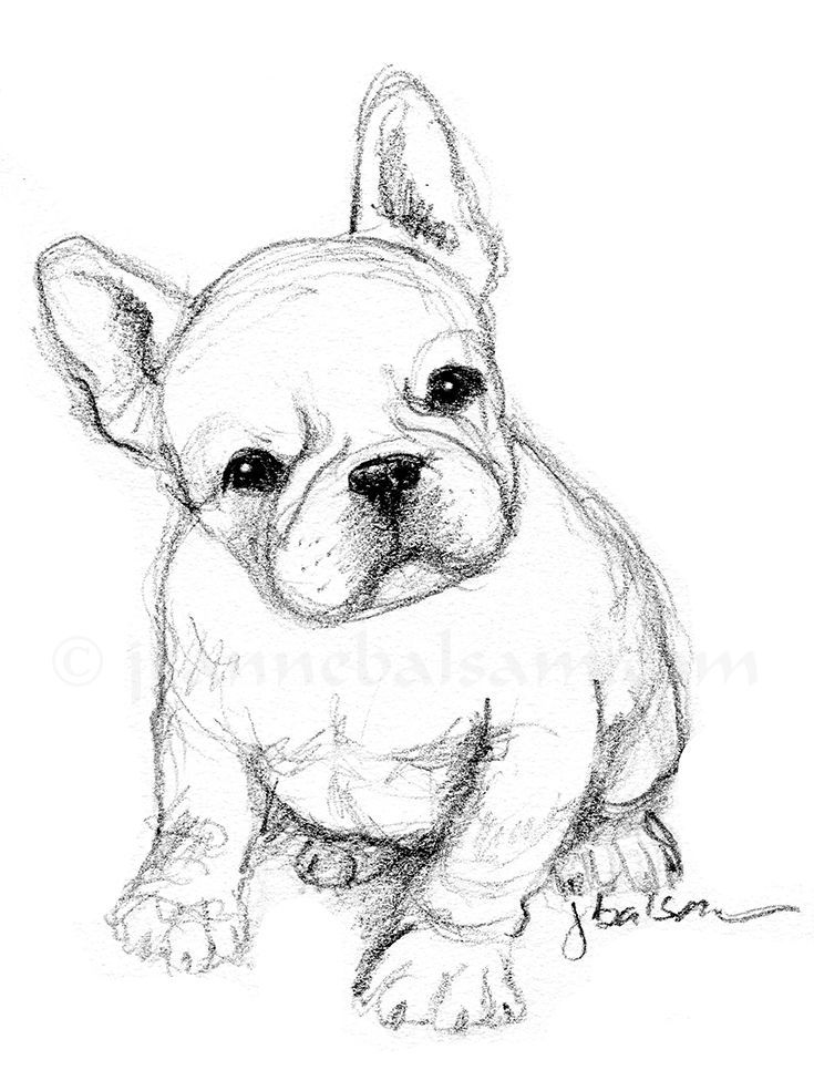735x985 Just A Quick Sketch Of A French Bulldog Puppy On A Sunday