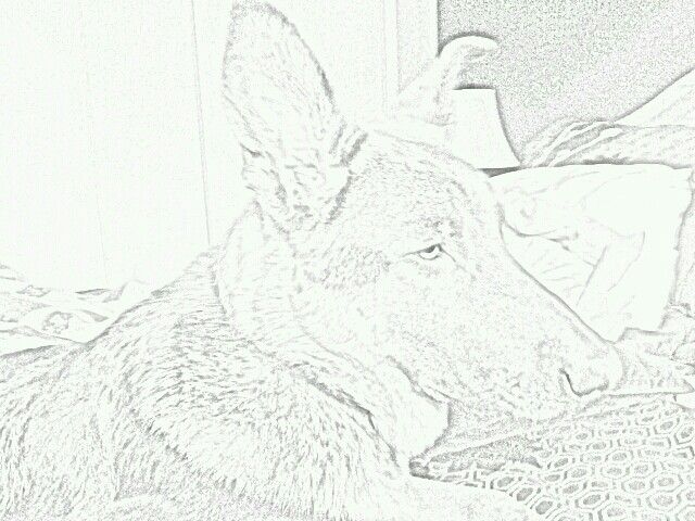 640x480 73 Best German Shepherd Images On German Shepherds