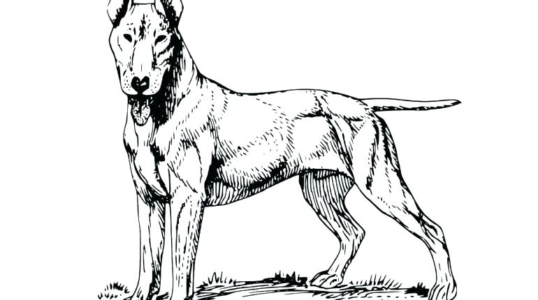 770x430 German Shepherd Coloring Pages Adult Star Signs Coloring Pages