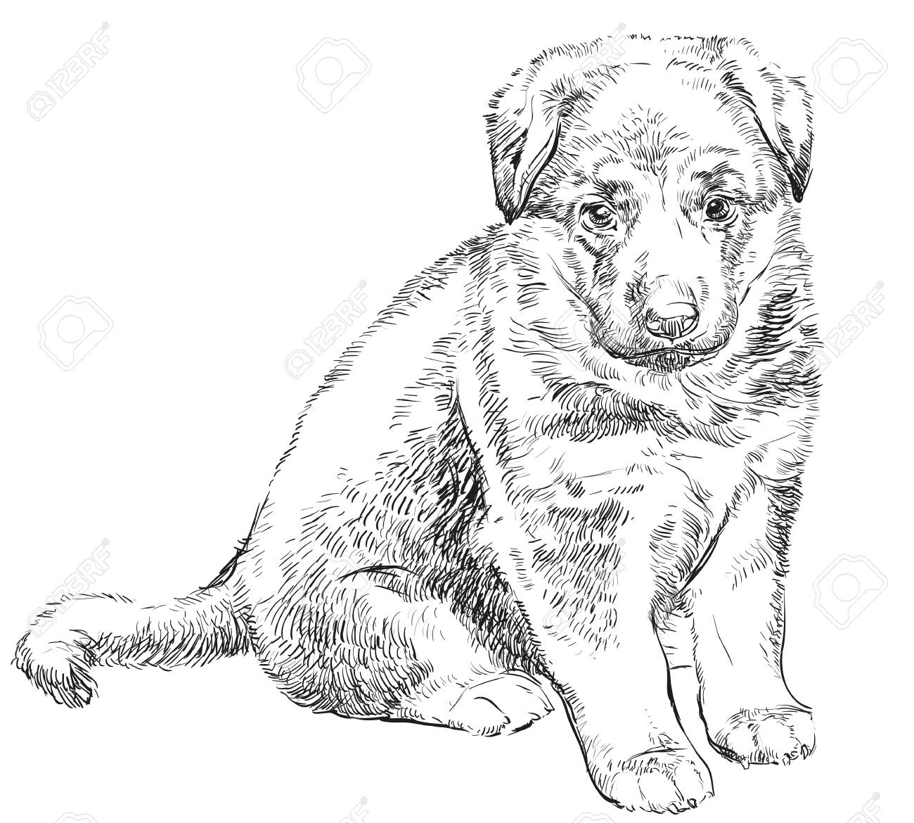 1300x1170 Puppy Of German Shepherd Vector Hand Drawing Illustration Isolated