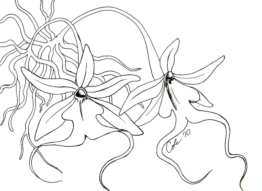 900x658 Ghost Orchids By Christinacole