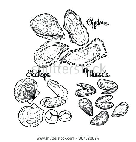 450x470 Clam Coloring Page Graphic Vector Mussels Oysters And Scallops