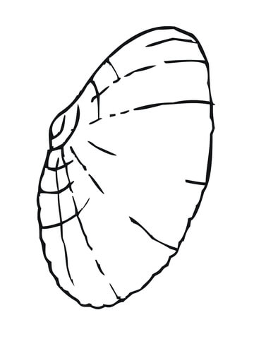 360x480 Clam Shell Coloring Page Free Printable Coloring Pages