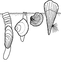 205x216 Clams (Bivalvia) On The Shores Of Singapore