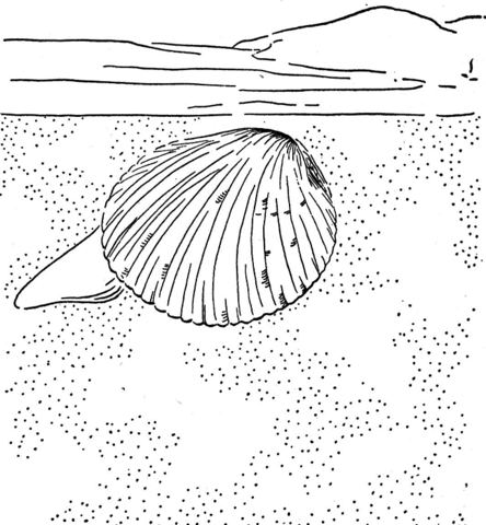 444x480 Cockle Clam Coloring Page Free Printable Coloring Pages