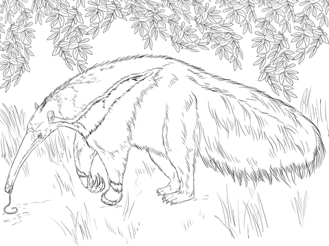 480x360 Giant Anteater Watching To Food And Eating Coloring Page