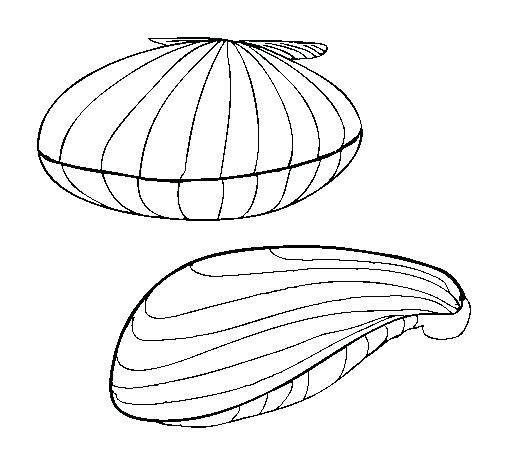 505x470 Clam Coloring Page