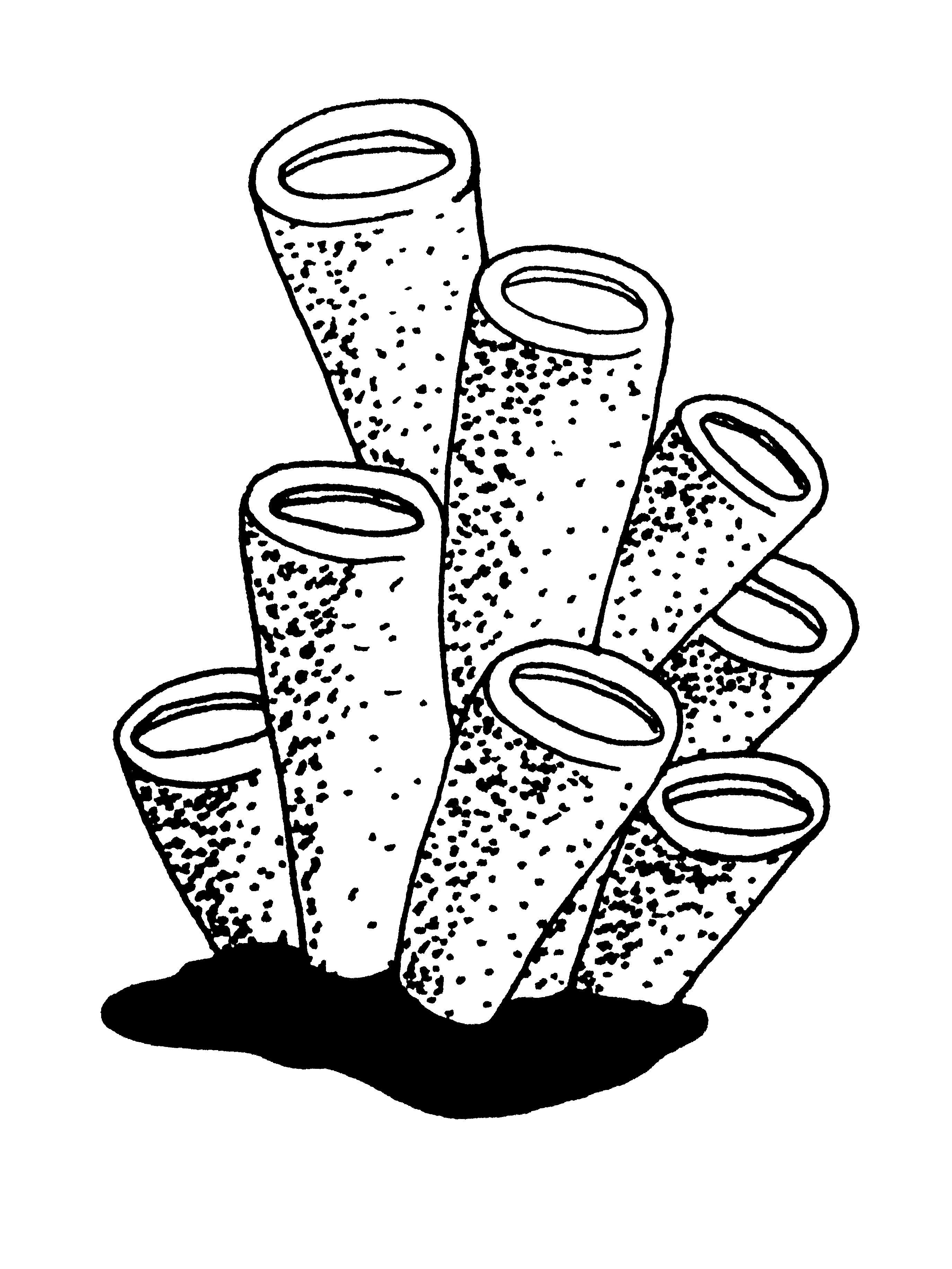 2748x3664 Coral Drawing Sea Coral Drawings New Project Under The Sea